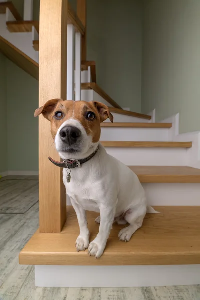 Dog close up — Stock Photo, Image