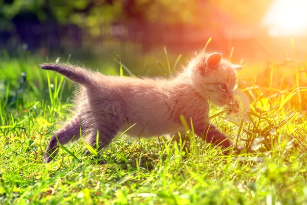 Gatinho de perto — Fotografia de Stock