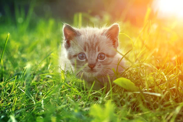 kedi yavrusu kadar yakın