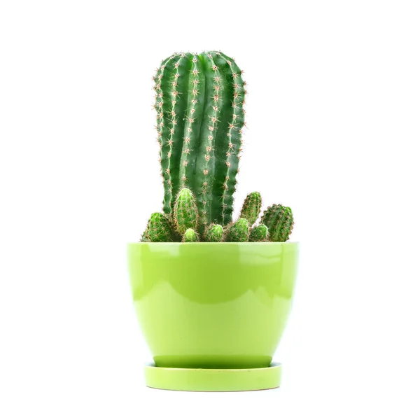 Cactus de perto — Fotografia de Stock