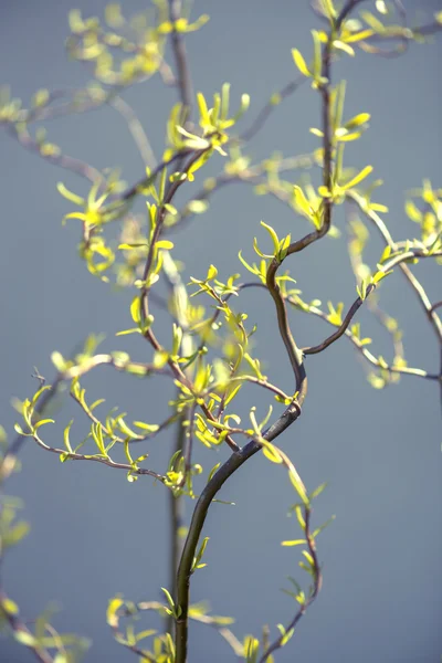 Willow närbild — Stockfoto