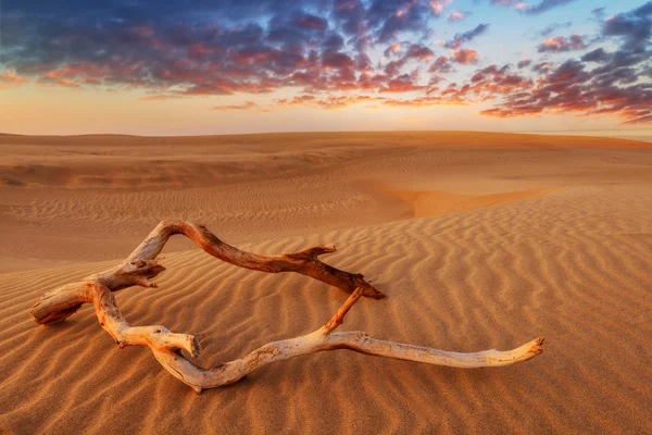 Sivatagi közelről — Stock Fotó
