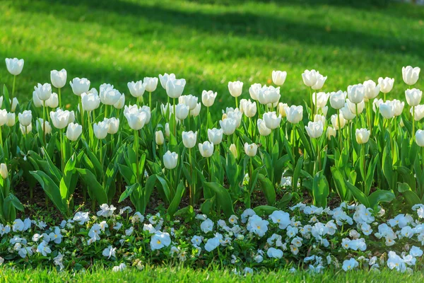 Tulipan z bliska — Zdjęcie stockowe