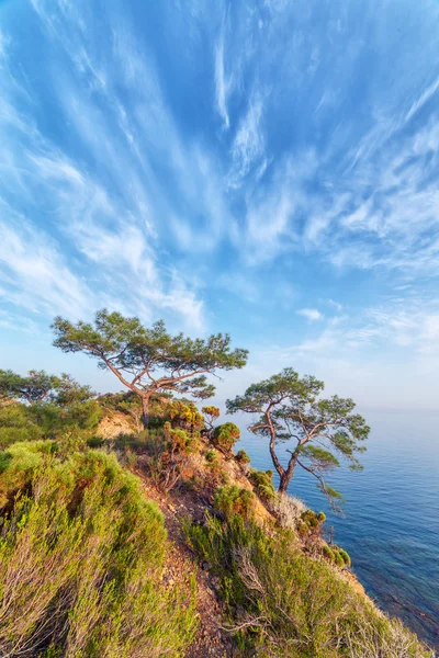 Mediterrane close-up — Stockfoto