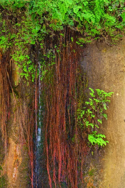 Garganta fechar — Fotografia de Stock