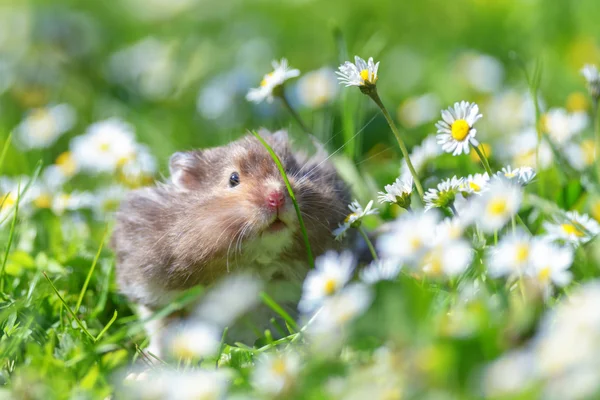 Hamster närbild — Stockfoto