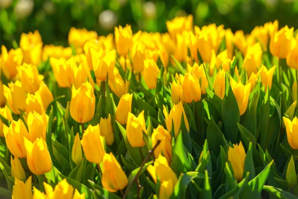 Tulipe en gros plan — Photo