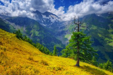 Alpler yakın çekim