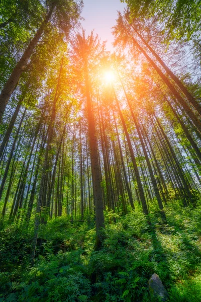 Wald hautnah — Stockfoto