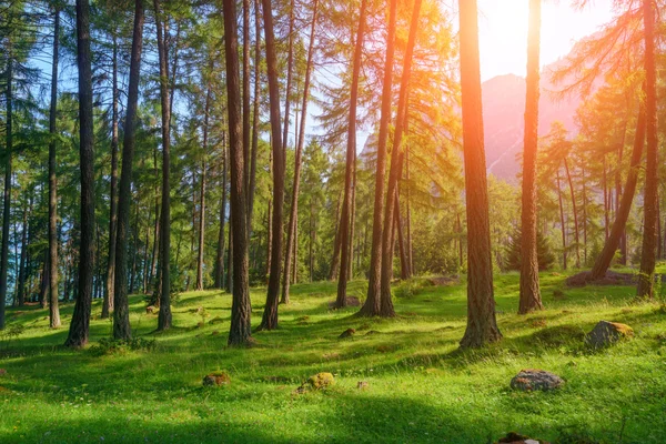 Лес крупным планом — стоковое фото