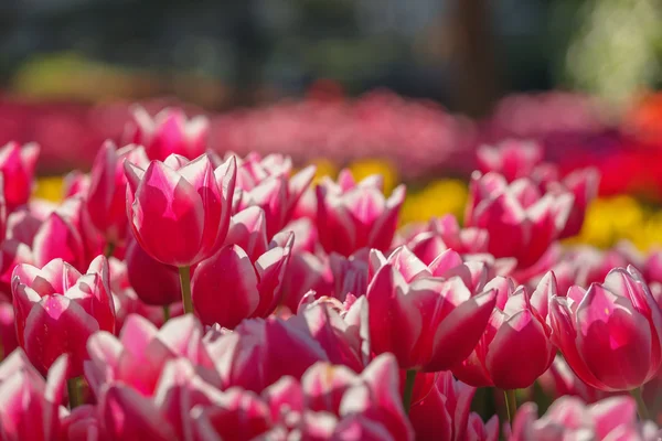 Tulipan z bliska — Zdjęcie stockowe