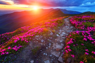 ormangülü yakın çekim