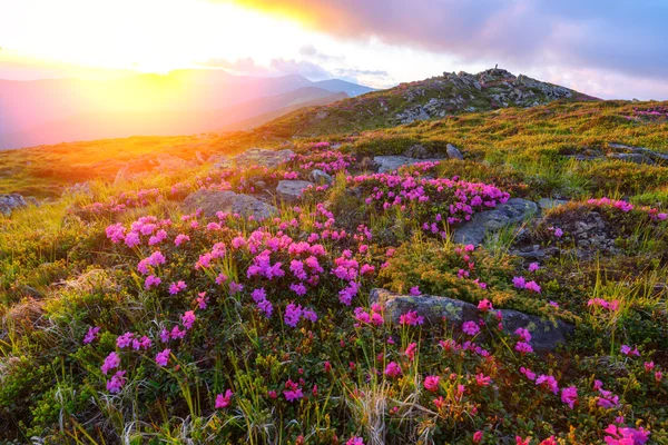 Rhododendron zblízka — Stock fotografie