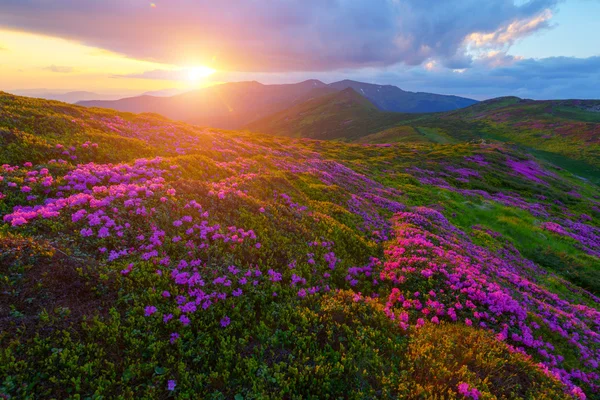 Rhododendron de cerca — Foto de Stock