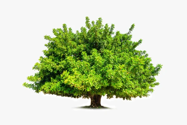 Árbol de cerca —  Fotos de Stock