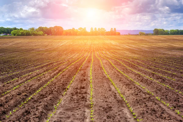 Wheat close up — Stock Photo, Image