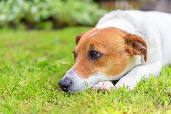 Jack close-up — Stockfoto