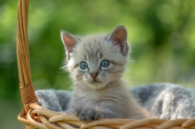 kedi yavrusu kadar yakın