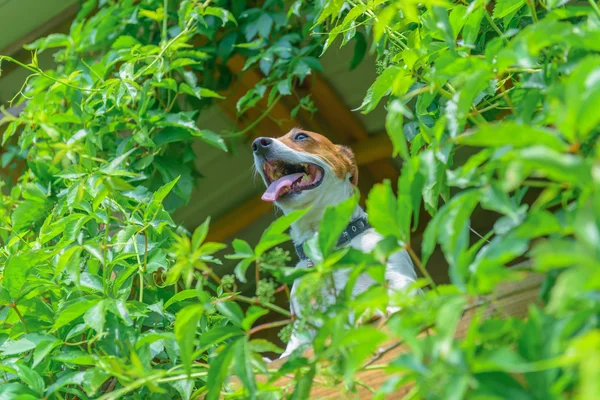 犬を閉じます — ストック写真