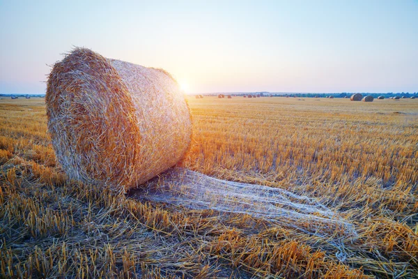 Straw close up — Stock Photo, Image