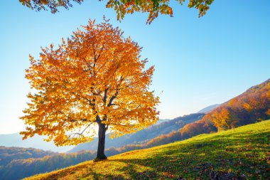 yaprakları yakın çekim