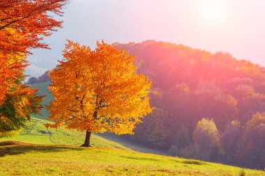 yaprakları yakın çekim