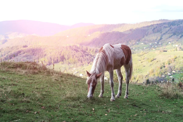 Horse close up — Stock Photo, Image