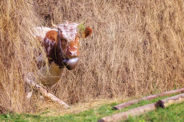 Kráva zblízka — Stock fotografie