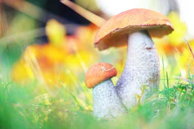 mantar yakın çekim