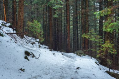 ağaç yakın çekim