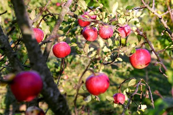 Apple närbild — Stockfoto