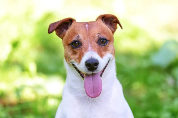 Jack close up — Stock Photo, Image