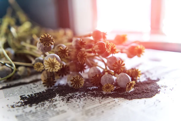 Poppy yakın çekim — Stok fotoğraf