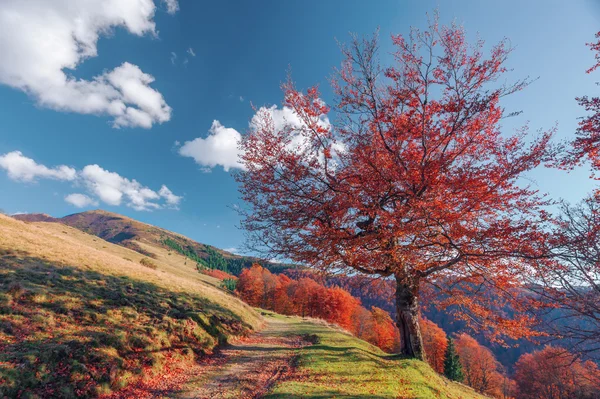 Árbol de cerca —  Fotos de Stock