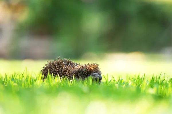 Egel close-up — Stockfoto