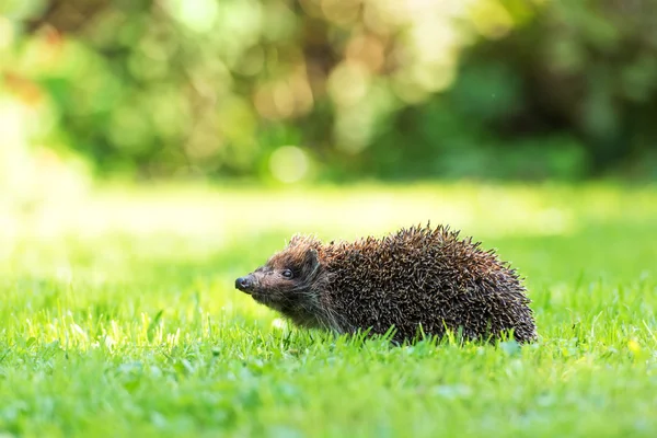 Egel close-up — Stockfoto