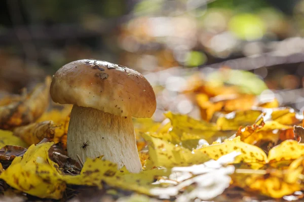 Mushroom close up — Stock Photo, Image