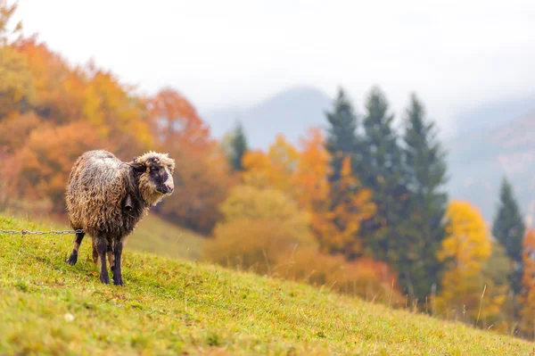 Koyun yakın çekim — Stok fotoğraf