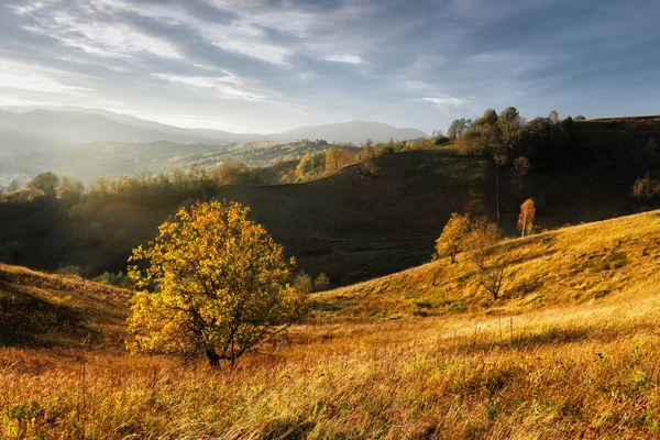 ブナ林が広がる美しい秋の山 — ストック写真
