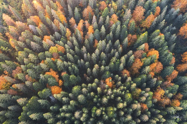 Pomerančové a červené podzimní stromy v barevném lese — Stock fotografie