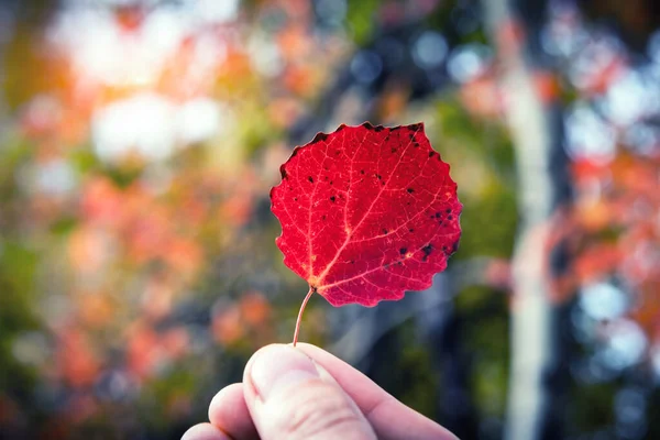 Folha de outono vermelho na mão no fundo da floresta laranja — Fotografia de Stock