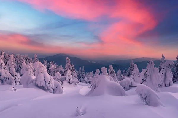 多雪树木的戏剧化冬季场景. — 图库照片