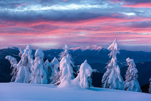 Драматична винна сцена зі сніговими деревами . — стокове фото
