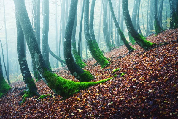 Mysterieus donker beukenbos in mist — Stockfoto