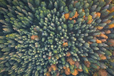 Renkli ormanda turuncu ve kırmızı sonbahar ağaçları