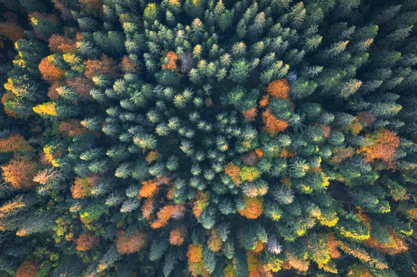 Orange and red autumn trees in colorful forest — Stock Photo, Image