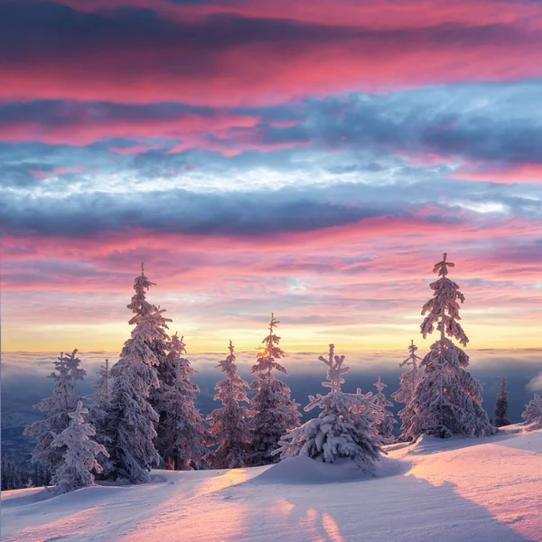 Dramatic wintry scene with snowy trees.