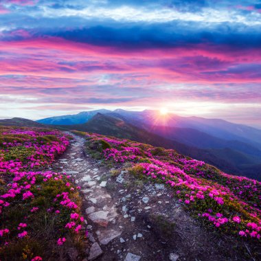 Dağlarda pembe rhododendron çiçekleri