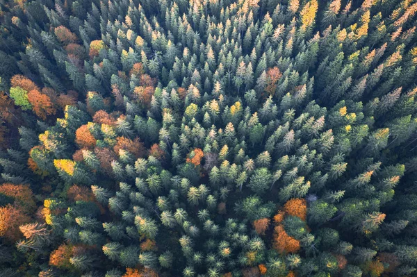 Pomarańczowe i czerwone jesienne drzewa w kolorowym lesie — Zdjęcie stockowe