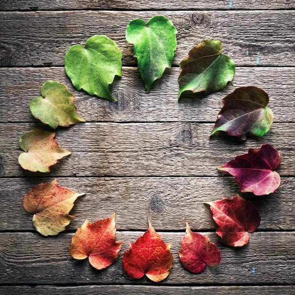 The multicolored leaves on a wooden background — Stock Photo, Image